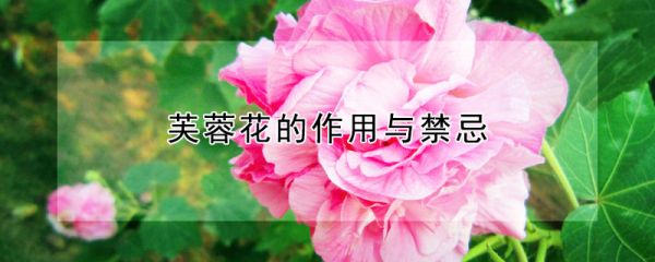 芙蓉花的作用与禁忌