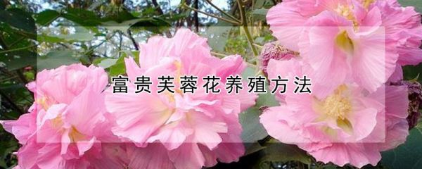 富贵芙蓉花养殖方法