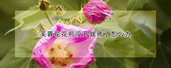 芙蓉花花苞没开就蔫了怎么办