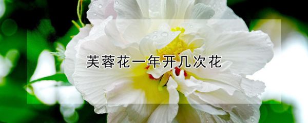 芙蓉花一年开几次花