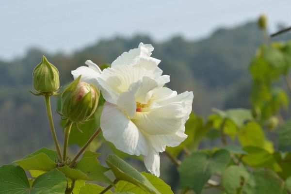 芙蓉花是长在树上的吗