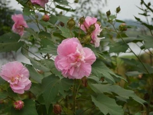 芙蓉花如何进行养殖？养殖芙蓉花需要注意什么事项？