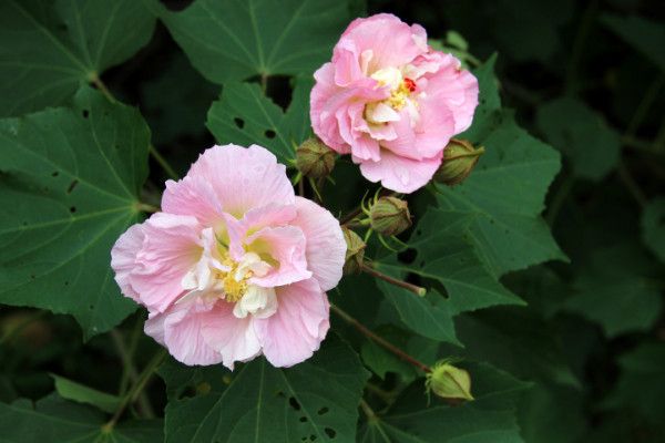 芙蓉花的叶片怎么栽