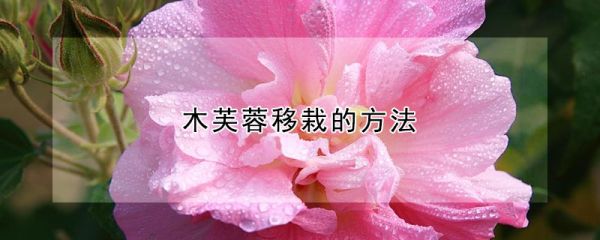 木芙蓉移栽的方法