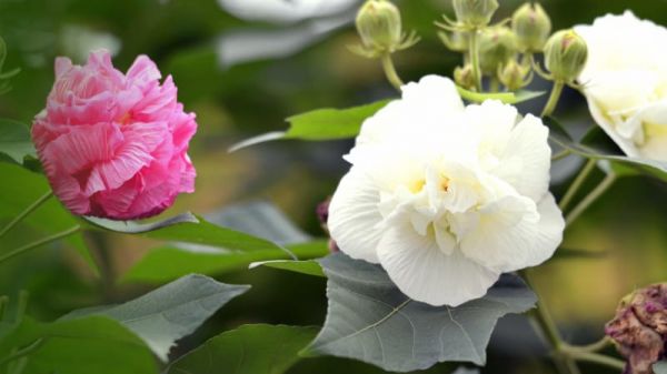 芙蓉花如何结种子