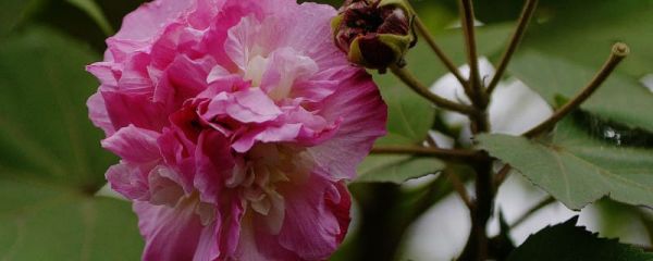 盆栽芙蓉花怎么修剪