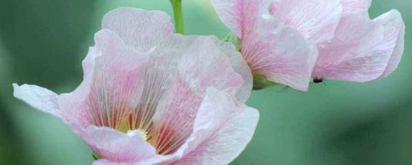 芙蓉花花开好后怎么修剪