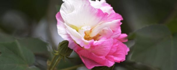 芙蓉花怎样培植幼苗