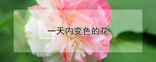 一天内变色的花