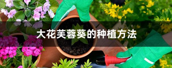 大花芙蓉葵的种植方法