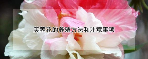 芙蓉花的养殖方法和注意事项