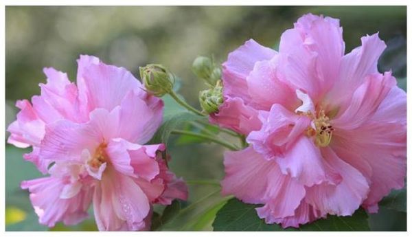 夏季养护芙蓉花，做好这三点，蹭蹭冒花苞，轻松长爆盆，艳压群芳