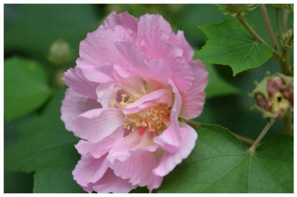 夏季养护芙蓉花，做好这三点，蹭蹭冒花苞，轻松长爆盆，艳压群芳