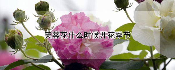 芙蓉花什么时候开花季节