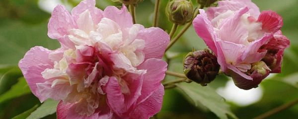 芙蓉花叶子长斑是怎么回事