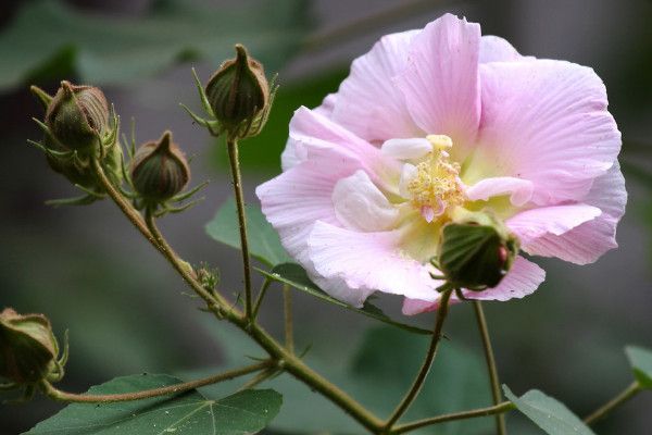 芙蓉花冬天怕冷吗