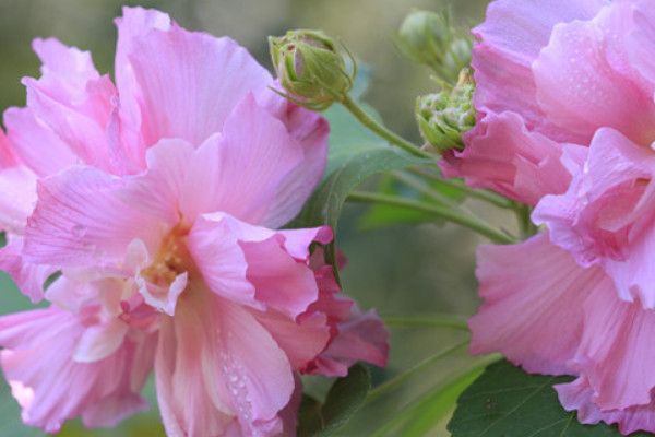 芙蓉花冬天会冻死吗