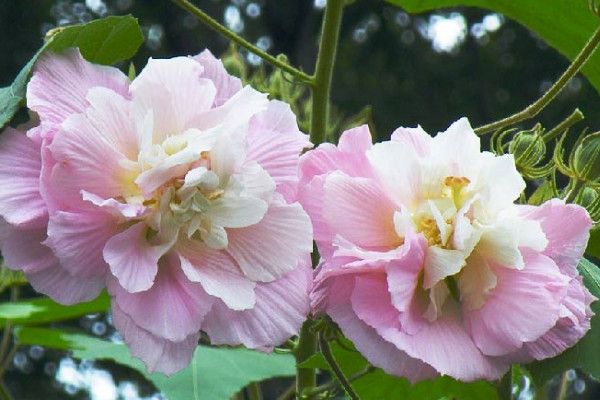 芙蓉花冬眠用浇水吗