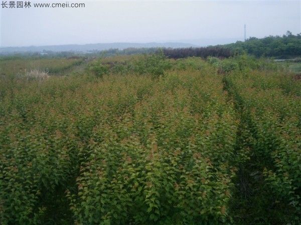 山梅花种子发芽出苗图片