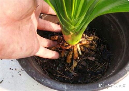 火鹤的换土方法