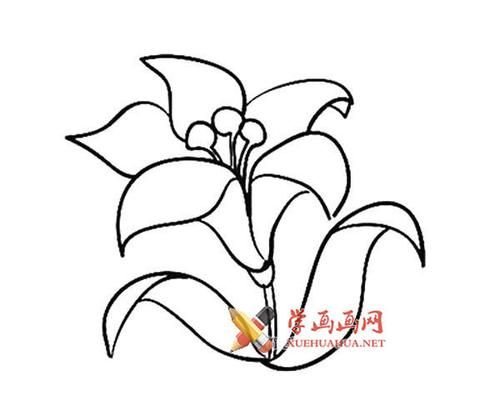 12款漂亮的花朵的简笔画画法大全