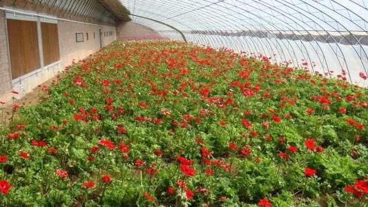 湘潭花卉大棚厂家电话_质量好温室、大棚-长沙市绿地棚业有限公司