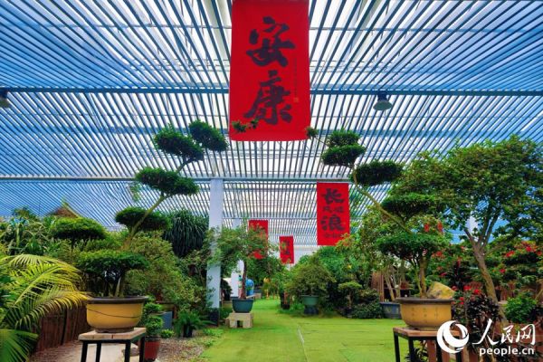 大棚之下，别有洞天，杜鹃花丛美不胜收。人民网 杨灏昱摄