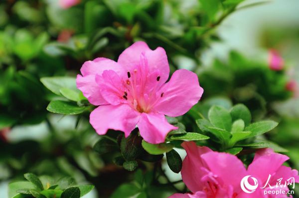 杜鹃花“紫竜之舞”。人民网 李唯一摄