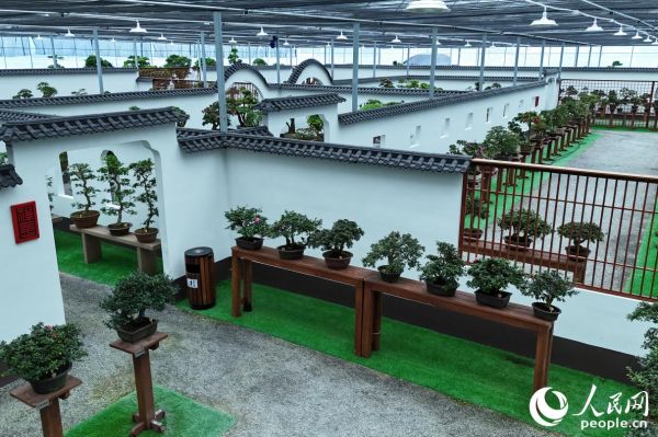 株株杜鹃陈列于园林式建筑之中。人民网 李昌乾摄