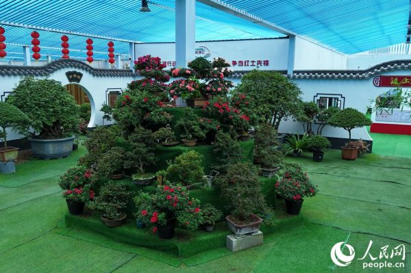 永福杜鹃花品种繁多。人民网 李唯一摄