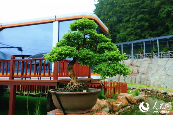 杜鹃花“赤霞”。人民网 李唯一摄