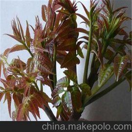 这几天草莓苗缺货，大棚种植大棚花椒苗，大棚香椿苗，成本低见效快