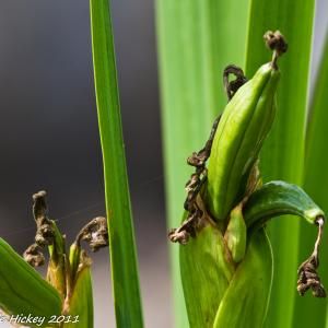黄花菖蒲