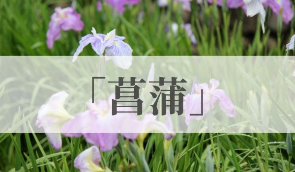 菖蒲