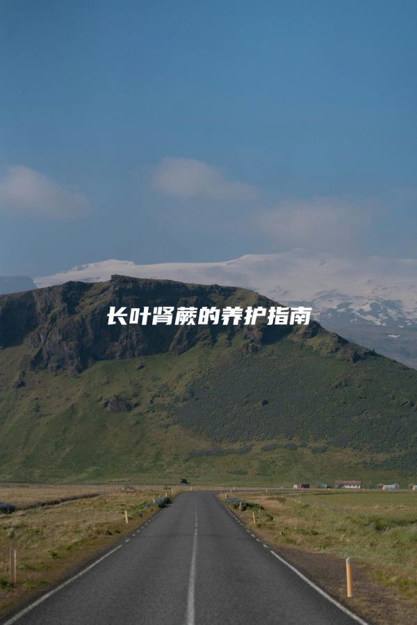长叶肾蕨的养护指南