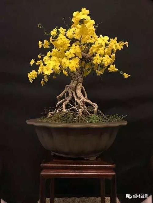 迎春盆景养殖方法和注意事项,迎春花盆景的养护(一组迎春花盆景欣赏)