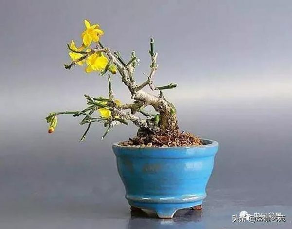 迎春花盆景欣赏
