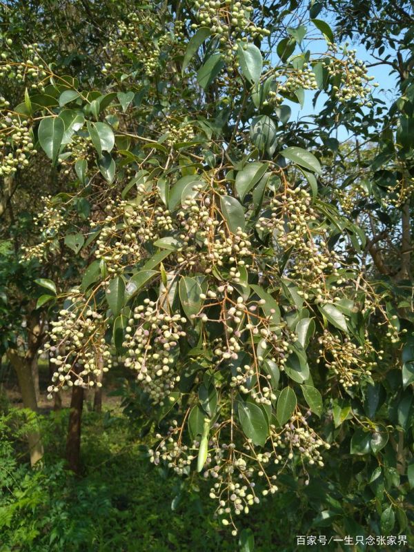 女贞树花果歌