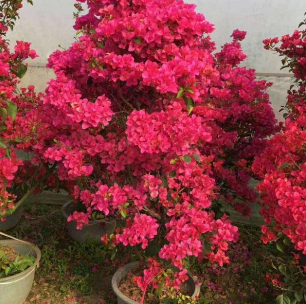 叶子花是草本还是木本植物