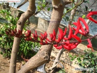 龙牙花Erythrina corallodendron Linn.