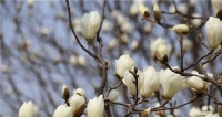 白玉兰花的开花时间及特点（探究白玉兰花开花规律及花期持续时间）