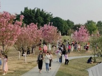 宝巾花、芒果花、樱花……百色踏青赏花正当时