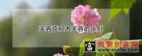 芙蓉花和木芙蓉的区别