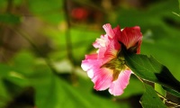 芙蓉树图片及资料简介